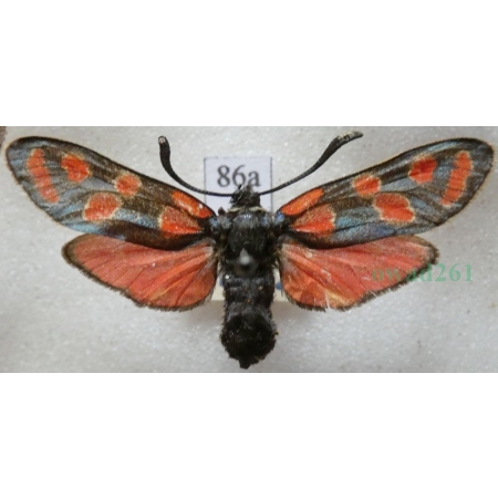 Zygaena carniolica (Scopoli, 1763) Kraśnik rzęsinowiec Deutschland86a